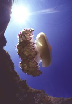 Cothyloriza tubercolata - Panarea island, Sicily, Italy -... by Mauro Serafini 